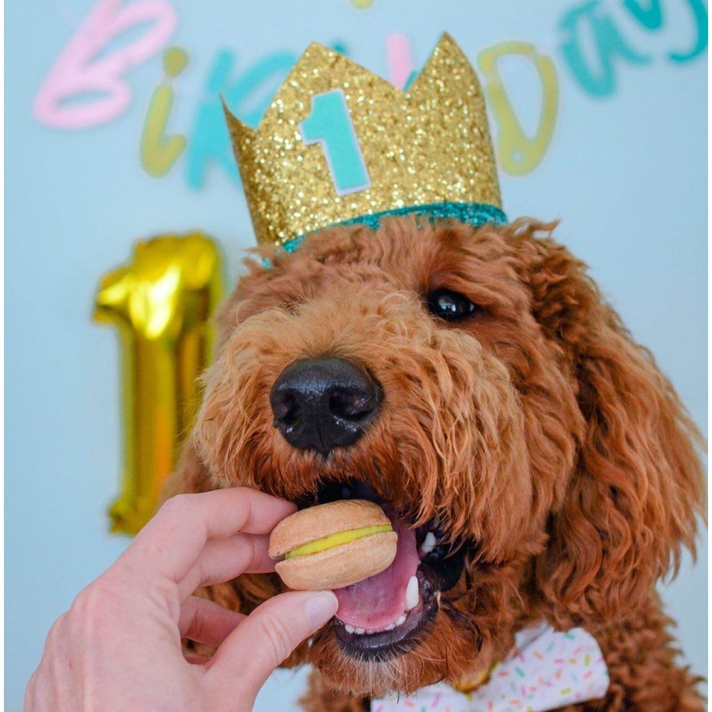 Luxury Happy Birthday Dog Treat Box with 20 Gourmet Treats