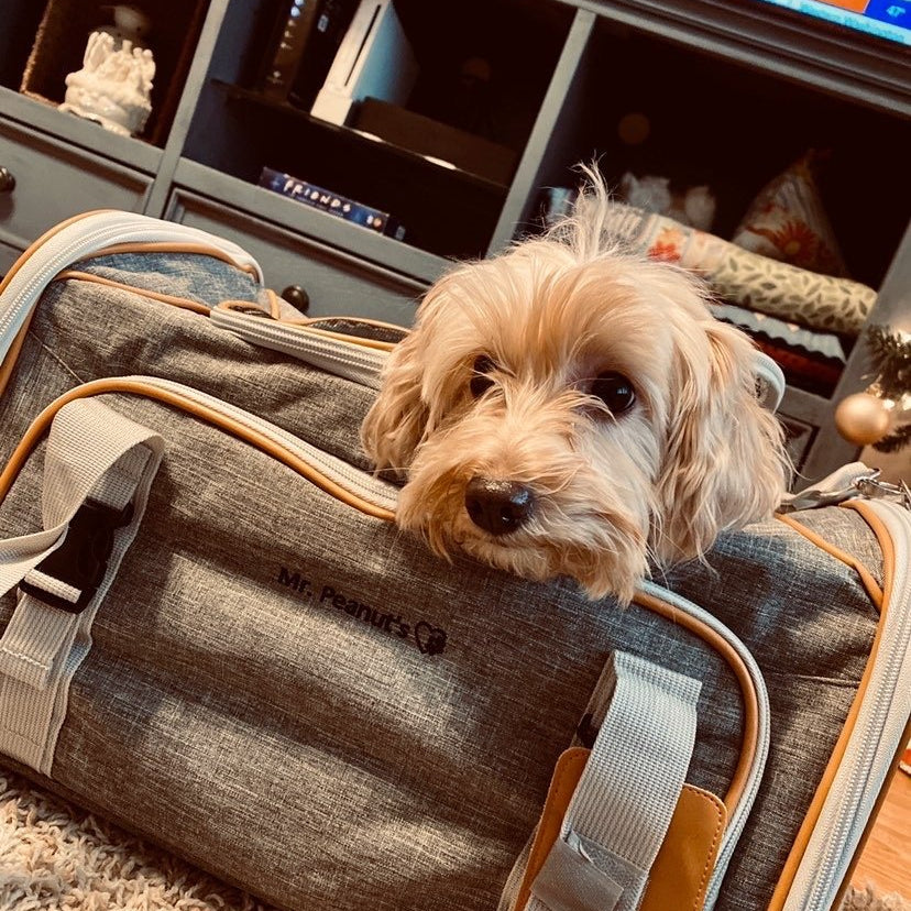 Airline Approved Expandable Pet Carrier with Safety & Comfort