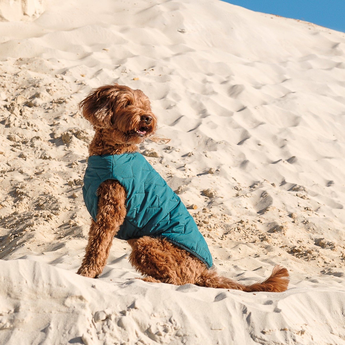 All-Weather Eco Dog Jacket – Waterproof, Windproof & Made in Ukraine