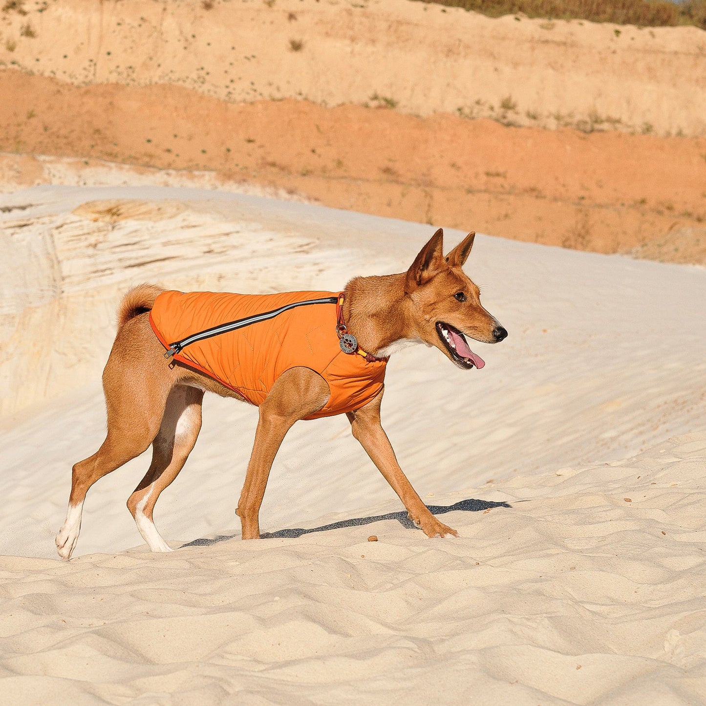 All-Weather Eco Dog Jacket – Waterproof, Windproof & Made in Ukraine