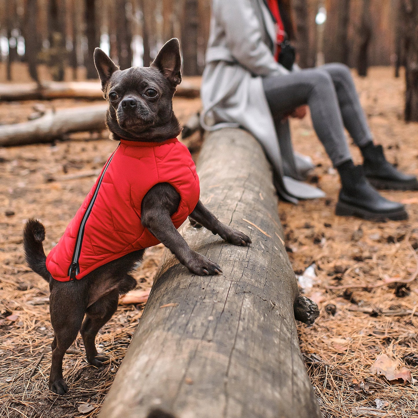 All-Weather Eco Dog Jacket – Waterproof, Windproof & Made in Ukraine
