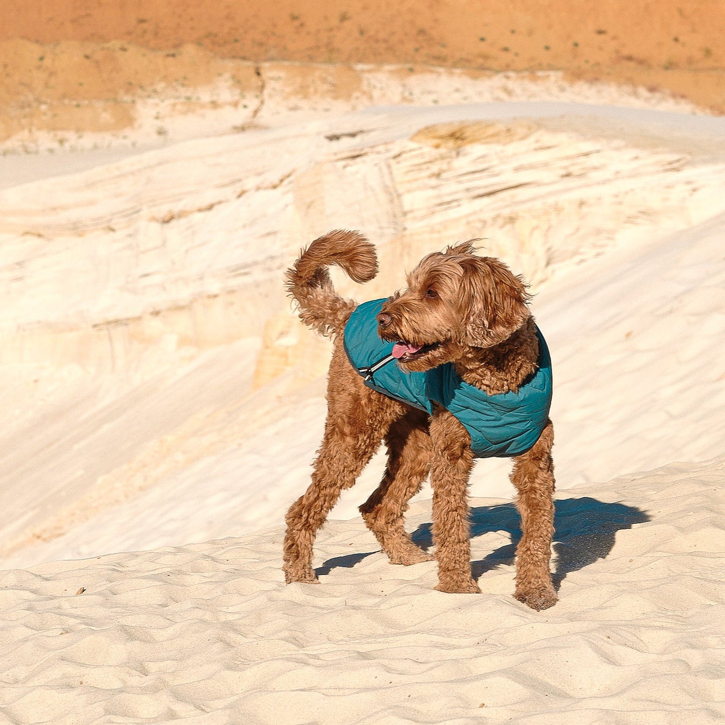 All-Weather Eco Dog Jacket – Waterproof, Windproof & Made in Ukraine