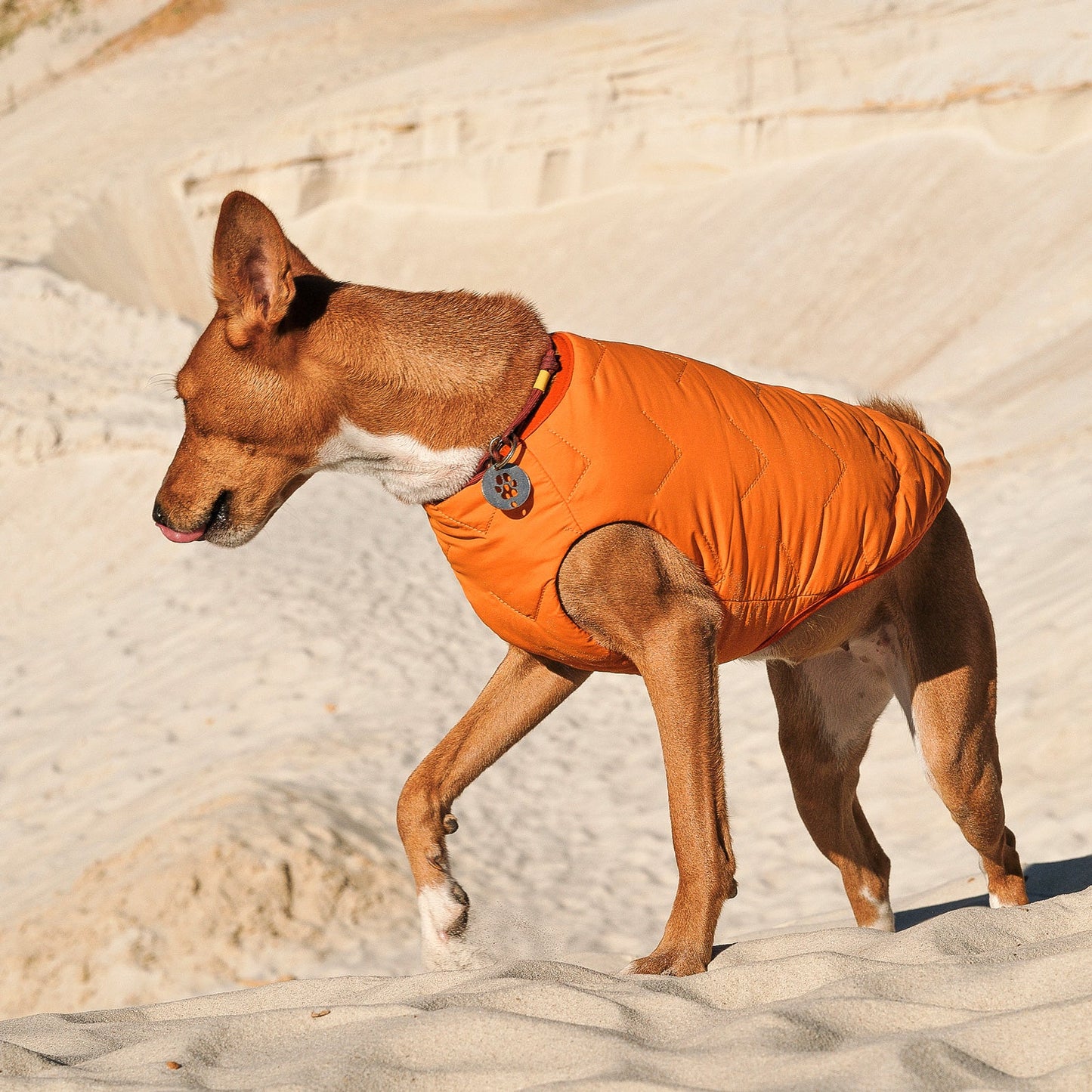All-Weather Eco Dog Jacket – Waterproof, Windproof & Made in Ukraine