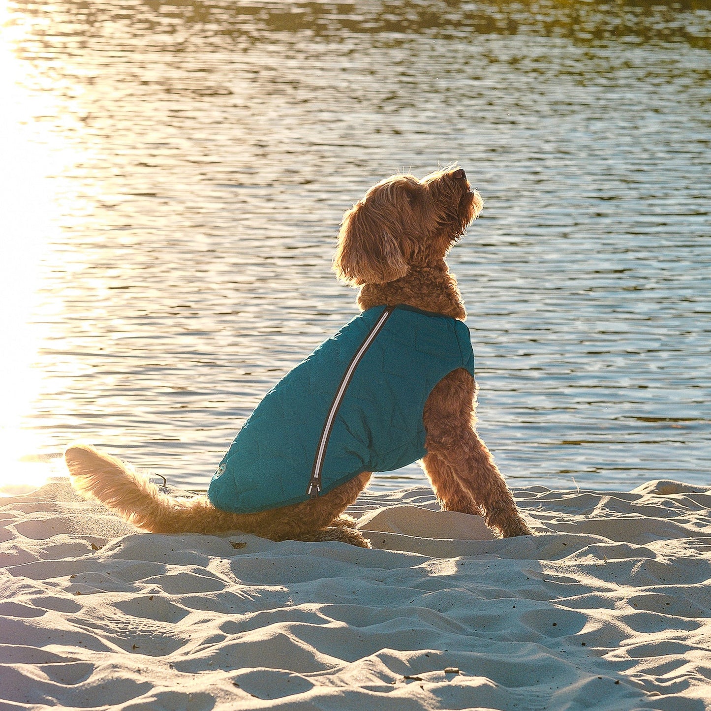 All-Weather Eco Dog Jacket – Waterproof, Windproof & Made in Ukraine