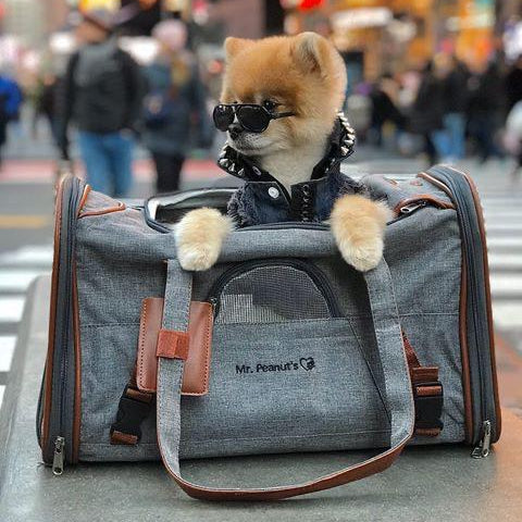 Airline Approved Expandable Pet Carrier with Safety & Comfort