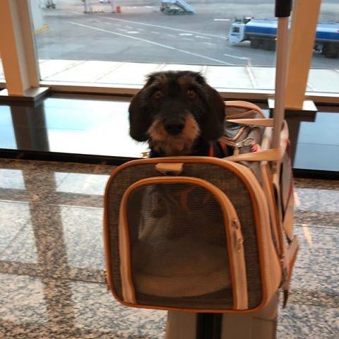 Airline Approved Expandable Pet Carrier with Safety & Comfort