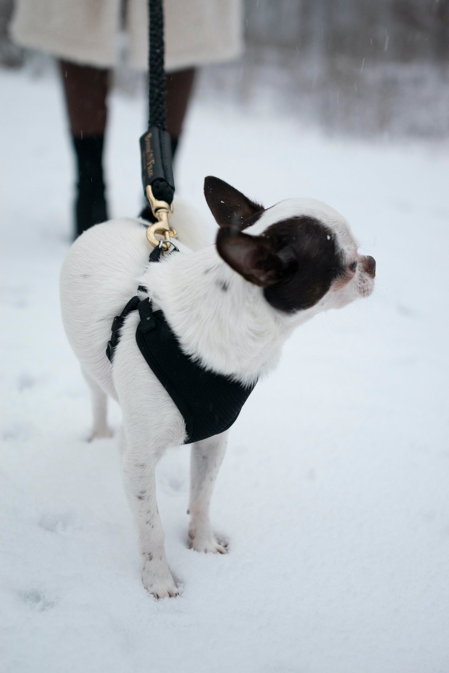 Luxury Shearling Grip + Durable Rope Dog Leash Bundle – 5ft