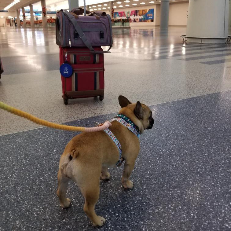 Airline Approved Expandable Pet Carrier with Safety & Comfort