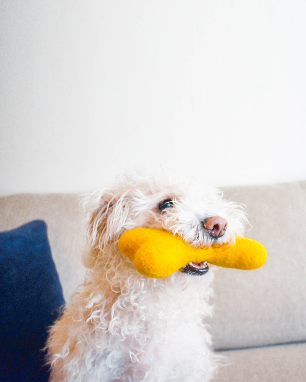 Eco-Friendly MB Woolbone – Durable Natural Wool Dog Fetch Toy