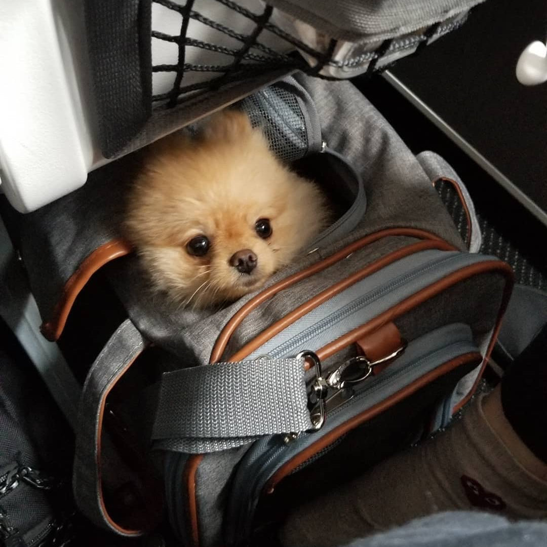 Airline Approved Expandable Pet Carrier with Safety & Comfort