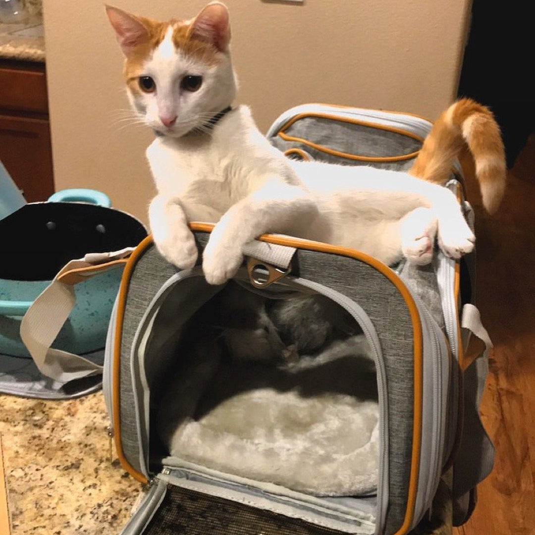 Airline Approved Expandable Pet Carrier with Safety & Comfort