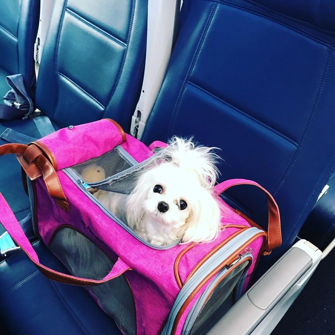 Airline Approved Expandable Pet Carrier with Safety & Comfort