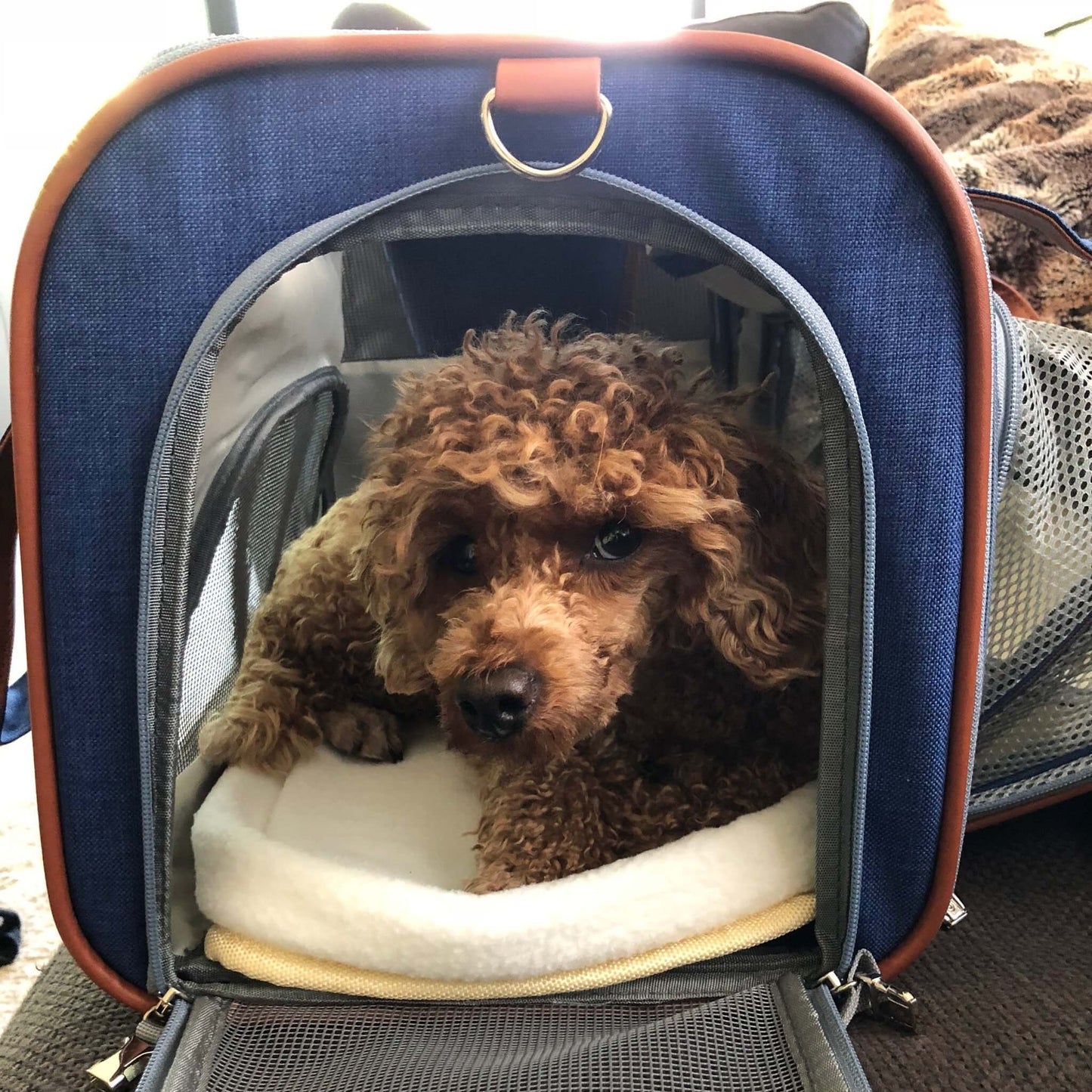 Airline Approved Expandable Pet Carrier with Safety & Comfort