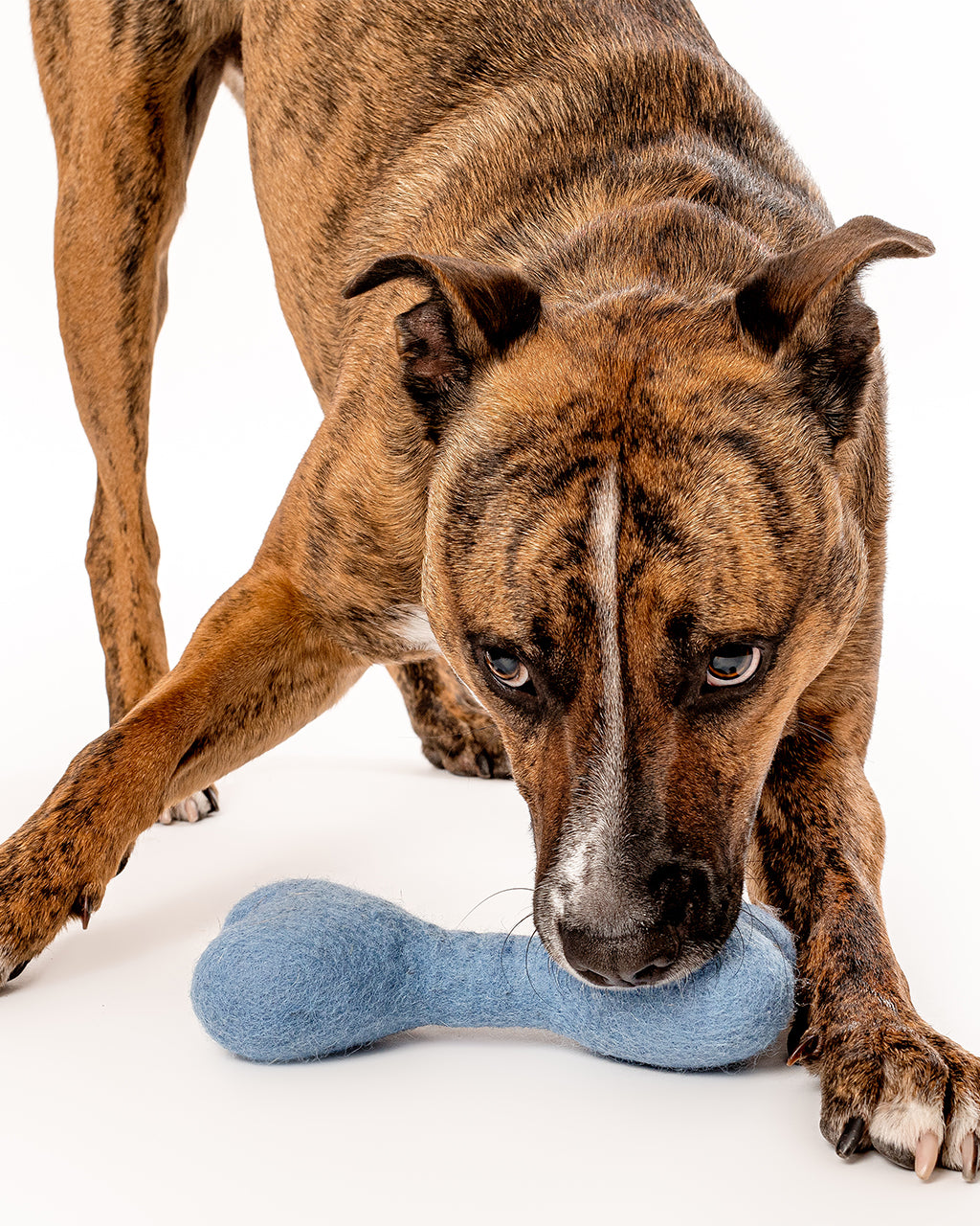 Eco-Friendly MB Woolbone – Durable Natural Wool Dog Fetch Toy