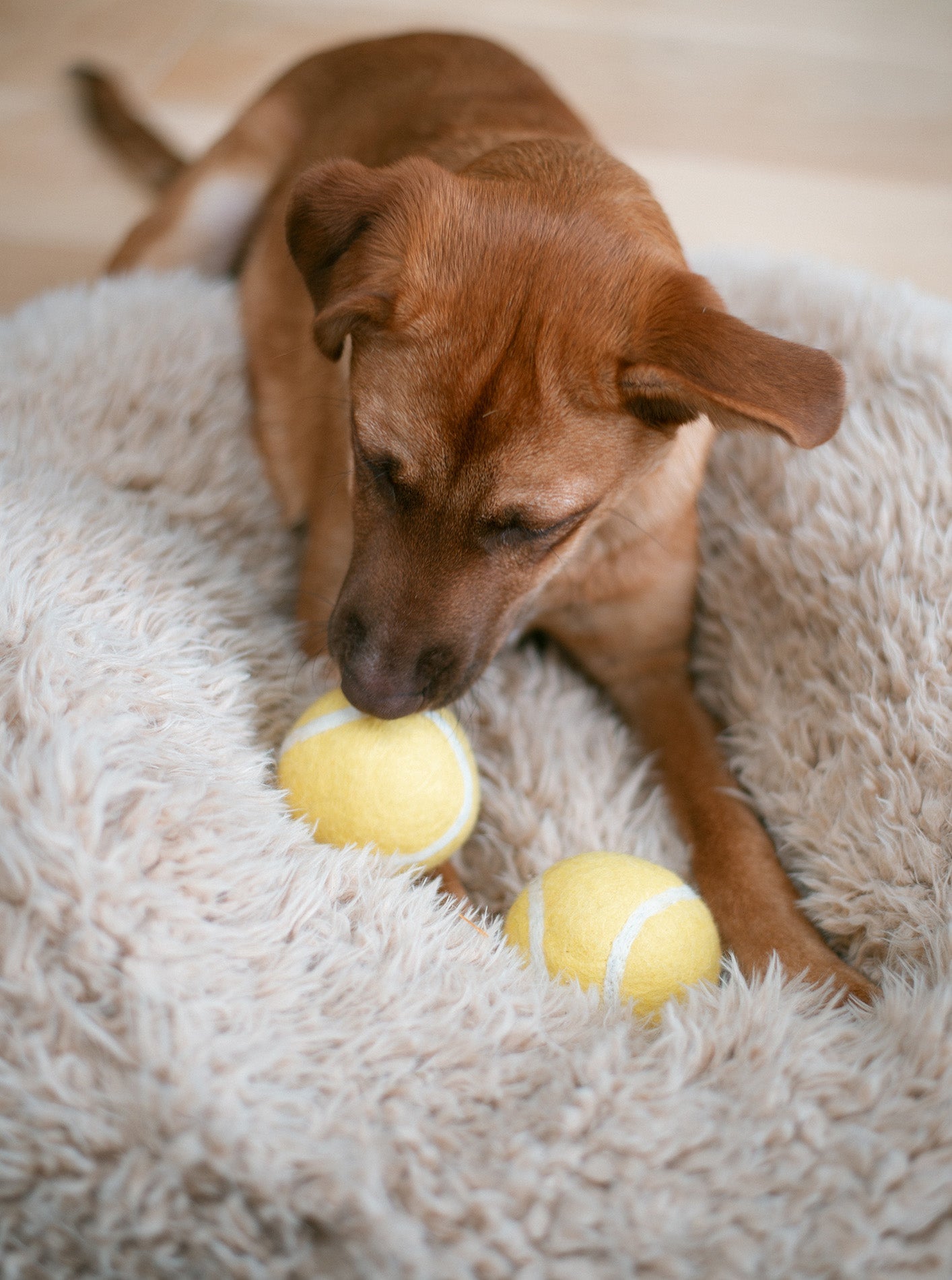 Eco-Friendly Wool Tennis Ball – Safe Fetch Toy for Pets