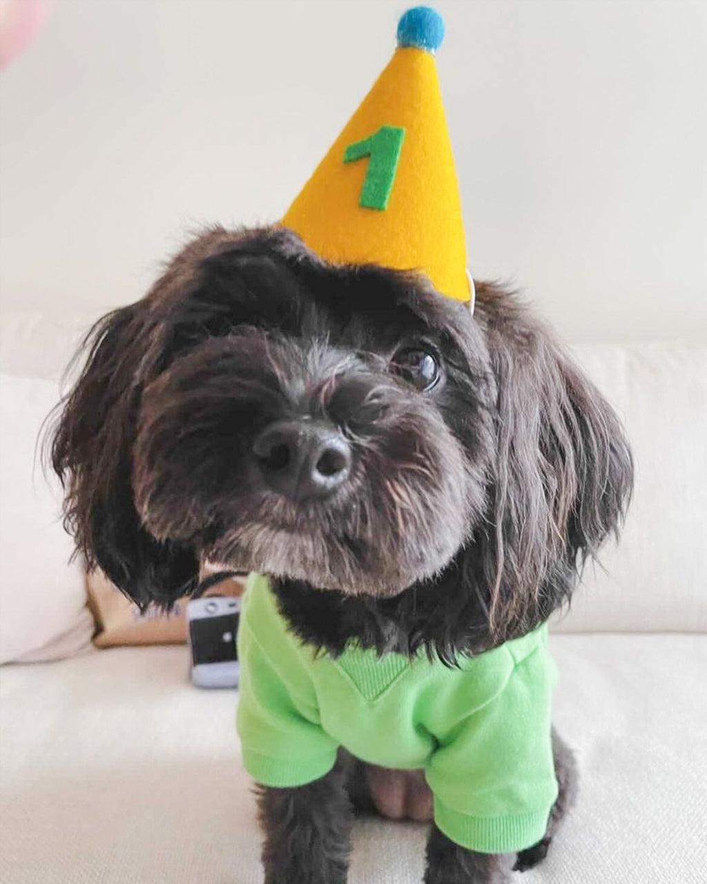 Personalized Green Number Pawty Hat for Dogs & Cats