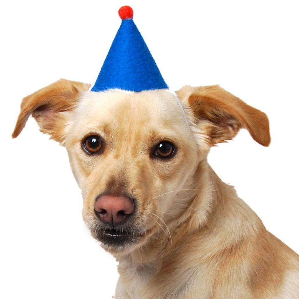 Colorful Wool Felt “PAWTY” Hat with Pom Pom – Festive Fun