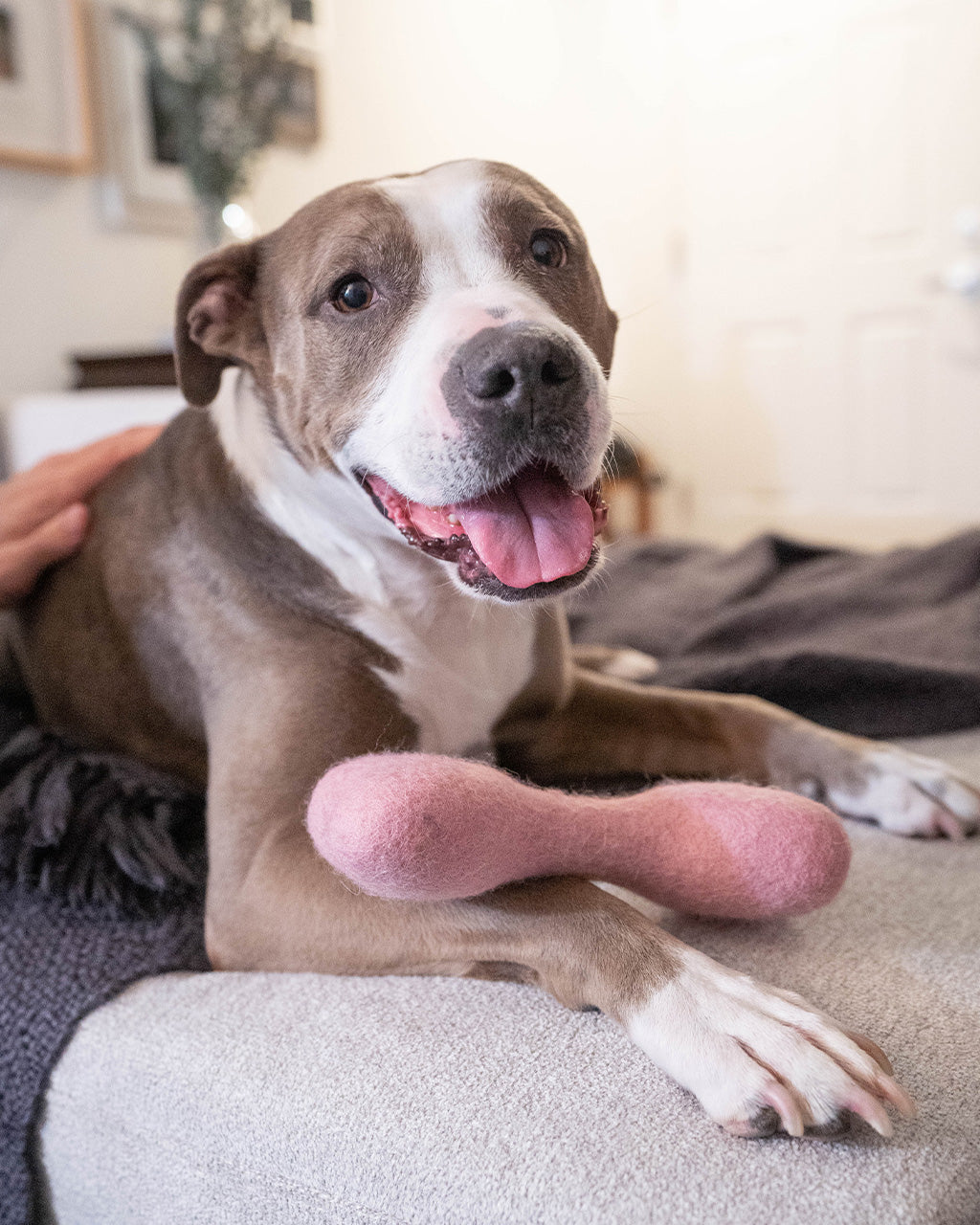 Eco-Friendly MB Woolbone – Durable Natural Wool Dog Fetch Toy