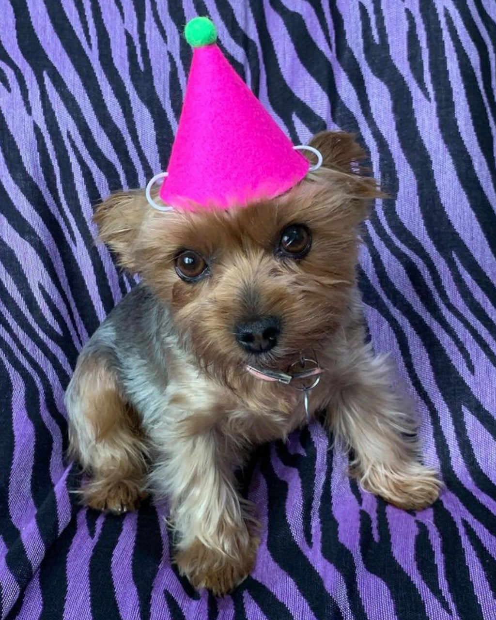 Colorful Wool Felt “PAWTY” Hat with Pom Pom – Festive Fun