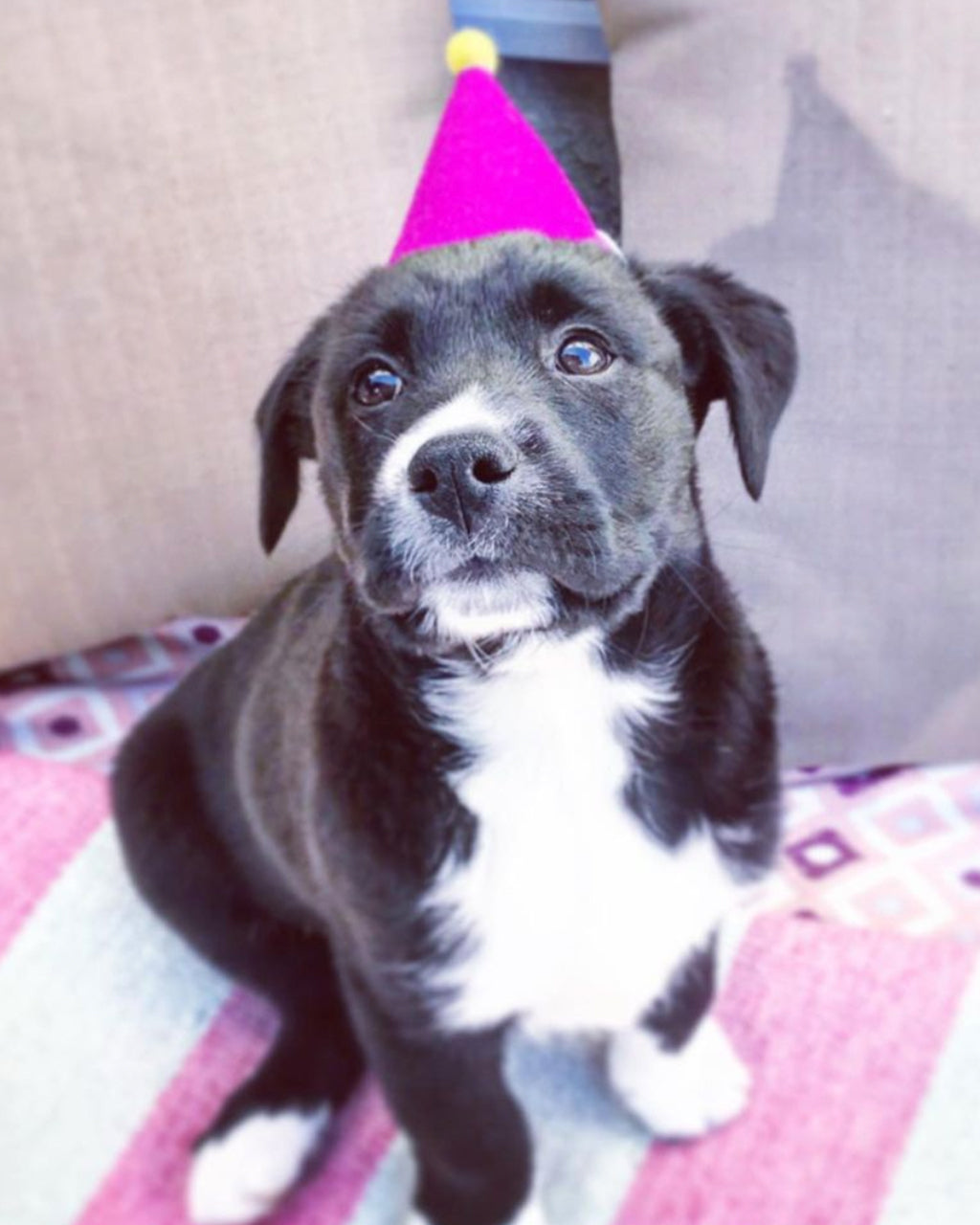 Colorful Wool Felt “PAWTY” Hat with Pom Pom – Festive Fun